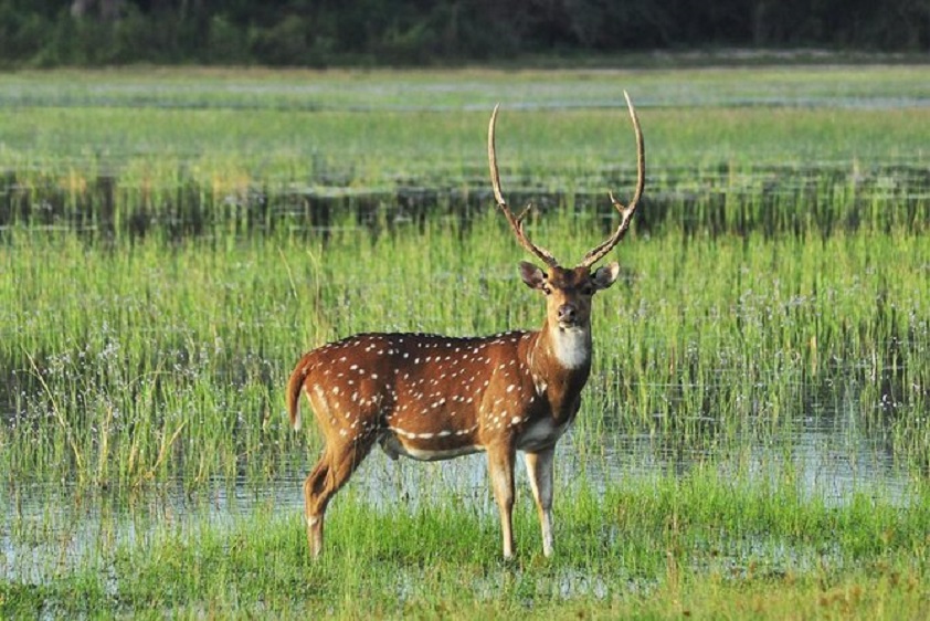 Minneriya National Park